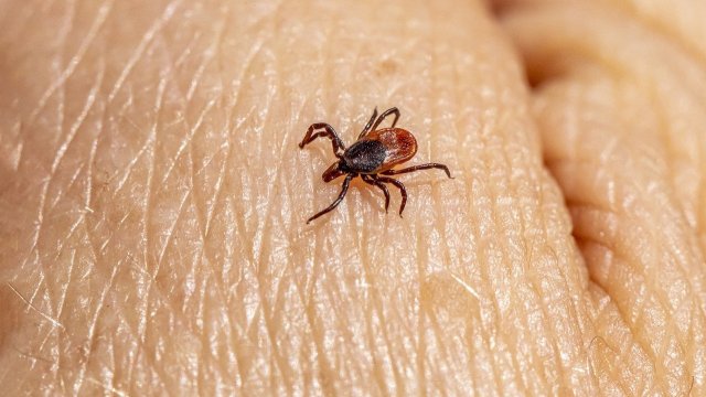  Близо 100 души ухапани от кърлежи във Варна за 2 седмици