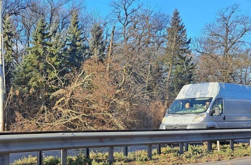  Дърво падна върху кола и блокира движението на бул. „Цариградско шосе“ в София