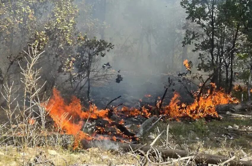  Пламна пожар между бургаския квартал Банево и село Изворище