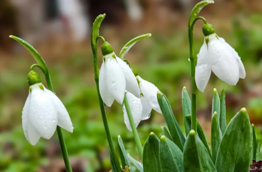  Седмицата започва със слънце