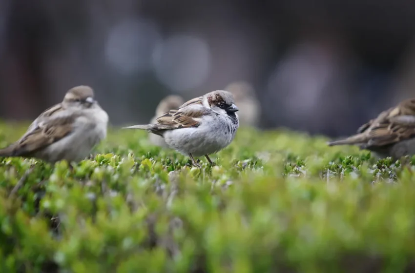  Очаква ни жълт код за дъжд