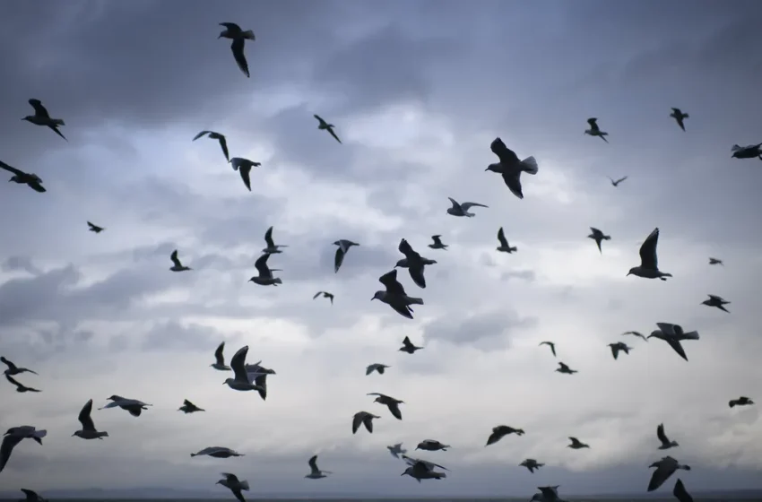  Жълт код за 6 области заради силен вятър