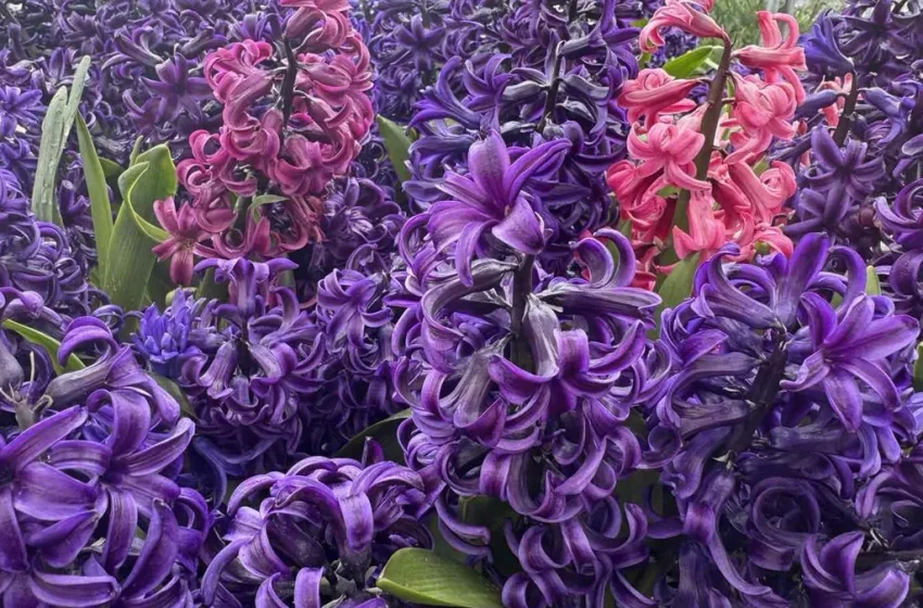  Ще бъде слънчево със слаб вятър