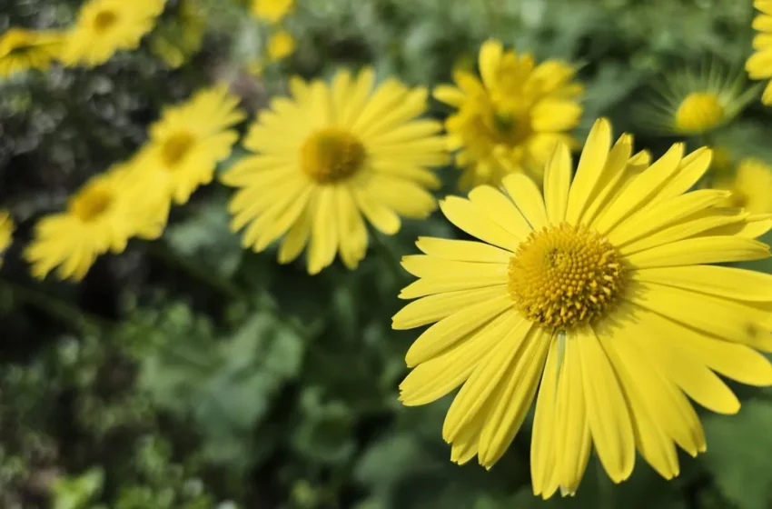  Слънце и дъжд ни чакат в четвъртък